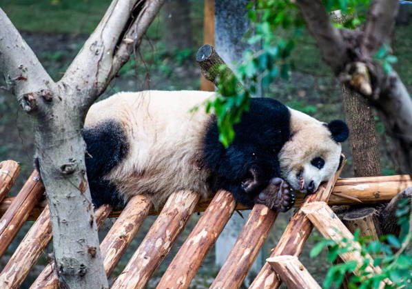 (251222) -- CHONGQING, Dec. 22, 2025 -- A giant panda rests at Chongqing zoo in southwest China s Chongqing Municipality, Dec. 22, 2025. On Monday, the lower part of the giant panda house at Chongqing zoo completed its renovation and welcomed giant pandas to move in. ) CHINA-CHONGQING-GIANT PANDA-ZOO-RENOVATION(CN) TangxYi 