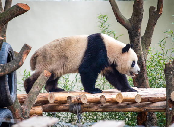(251222) -- CHONGQING, Dec. 22, 2025 -- A giant panda is seen at Chongqing zoo in southwest China s Chongqing Municipality, Dec. 22, 2025. On Monday, the lower part of the giant panda house at Chongqing zoo completed its renovation and welcomed giant pandas to move in. ) CHINA-CHONGQING-GIANT PANDA-ZOO-RENOVATION(CN) TangxYi 