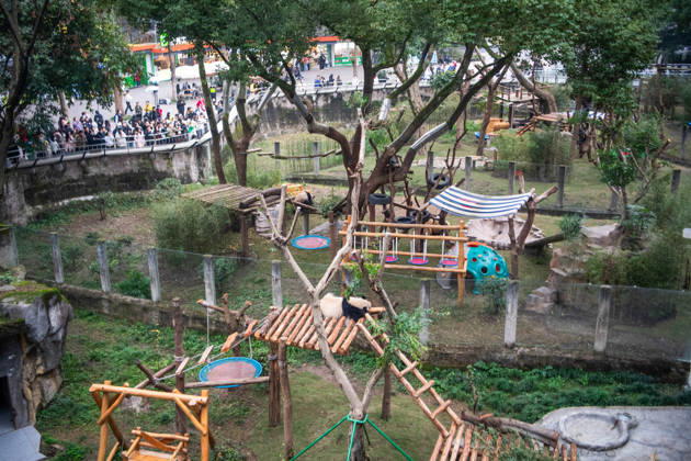 (251222) -- CHONGQING, Dec. 22, 2025 -- A giant panda rests at Chongqing zoo in southwest China s Chongqing Municipality, Dec. 22, 2025. On Monday, the lower part of the giant panda house at Chongqing zoo completed its renovation and welcomed giant pandas to move in. ) CHINA-CHONGQING-GIANT PANDA-ZOO-RENOVATION(CN) TangxYi 
