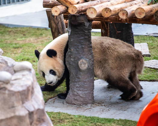 (251222) -- CHONGQING, Dec. 22, 2025 -- A giant panda is seen at Chongqing zoo in southwest China s Chongqing Municipality, Dec. 22, 2025. On Monday, the lower part of the giant panda house at Chongqing zoo completed its renovation and welcomed giant pandas to move in. ) CHINA-CHONGQING-GIANT PANDA-ZOO-RENOVATION(CN) TangxYi 