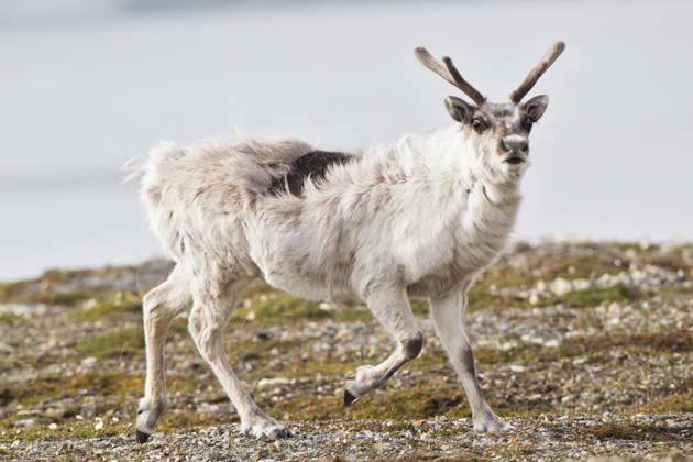 Reindeer with antlers in natural habitat, Svalbard Norway, FOF003720