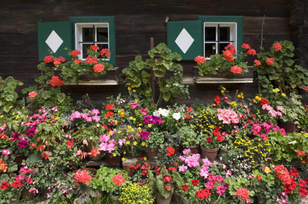 Colorful geranium flowers in window boxes on a traditional wooden farmhouse in Austria, WWF001330