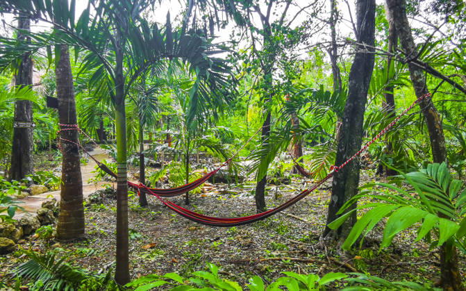 Yaxmuul and Yaxmulito Cenote park hammocks in tropical jungle Mexico. Yaxmuul and Yaxmulito Cenote park hammock hammocks in tropical jungle in Tulum Quintana Roo Mexico., 64765600.jpg RECORD DATE NOT STATED