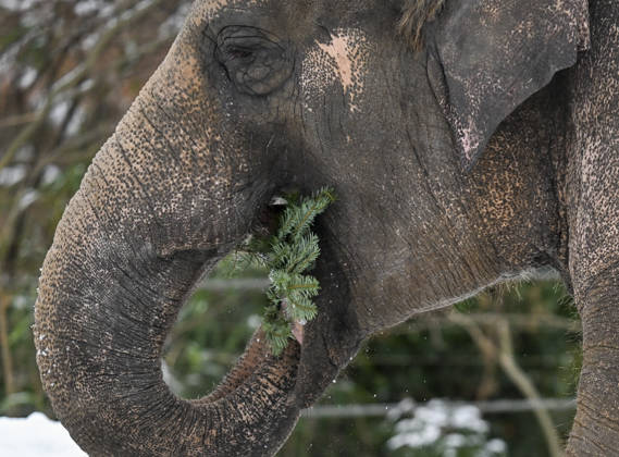 Berlin Zoo residents feast on Christmas trees BERLIN, GERMANY - JANUARY 5: Elephants of the Zoologischer Garten Zoo enjoy a festive feast with leftover Christmas trees, as zoo staff offered unsold trees from the holiday season to several animals in Berlin, Germany on January 5, 2026. Halil Sagirkaya Anadolu Berlin Germany. Editorial use only. Please get in touch for any other usage.  Copyright: x2026xAnadoluxHalilxSagirkayax