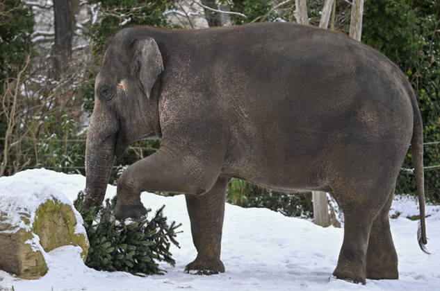 Berlin Zoo residents feast on Christmas trees BERLIN, GERMANY - JANUARY 5: Elephants of the Zoologischer Garten Zoo enjoy a festive feast with leftover Christmas trees, as zoo staff offered unsold trees from the holiday season to several animals in Berlin, Germany on January 5, 2026. Halil Sagirkaya Anadolu Berlin Germany. Editorial use only. Please get in touch for any other usage.  Copyright: x2026xAnadoluxHalilxSagirkayax