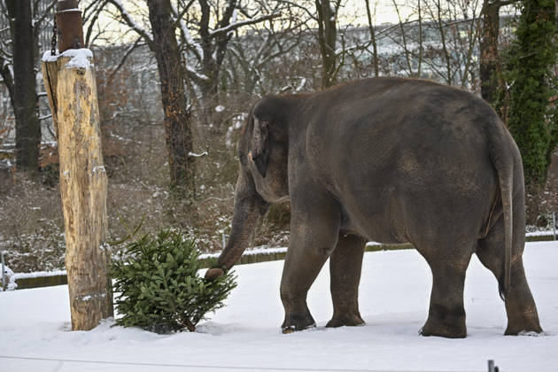 Berlin Zoo residents feast on Christmas trees BERLIN, GERMANY - JANUARY 5: Elephants of the Zoologischer Garten Zoo enjoy a festive feast with leftover Christmas trees, as zoo staff offered unsold trees from the holiday season to several animals in Berlin, Germany on January 5, 2026. Halil Sagirkaya Anadolu Berlin Germany. Editorial use only. Please get in touch for any other usage.  Copyright: x2026xAnadoluxHalilxSagirkayax