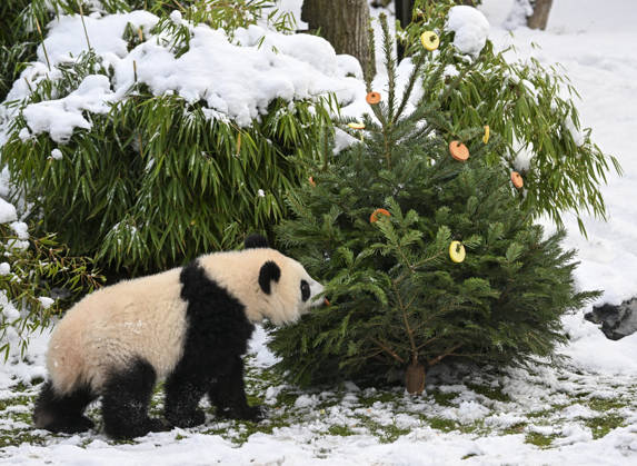 Berlin Zoo residents feast on Christmas trees BERLIN, GERMANY - JANUARY 5: Pandas of the Zoologischer Garten Zoo enjoy a festive feast with leftover Christmas trees, as zoo staff offered unsold trees from the holiday season to several animals in Berlin, Germany on January 5, 2026. Halil Sagirkaya Anadolu Berlin Germany. Editorial use only. Please get in touch for any other usage.  Copyright: x2026xAnadoluxHalilxSagirkayax