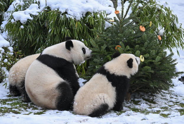 Berlin Zoo residents feast on Christmas trees BERLIN, GERMANY - JANUARY 5: Pandas of the Zoologischer Garten Zoo enjoy a festive feast with leftover Christmas trees, as zoo staff offered unsold trees from the holiday season to several animals in Berlin, Germany on January 5, 2026. Halil Sagirkaya Anadolu Berlin Germany. Editorial use only. Please get in touch for any other usage.  Copyright: x2026xAnadoluxHalilxSagirkayax