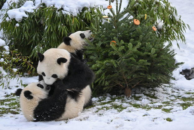 Berlin Zoo residents feast on Christmas trees BERLIN, GERMANY - JANUARY 5: Pandas of the Zoologischer Garten Zoo enjoy a festive feast with leftover Christmas trees, as zoo staff offered unsold trees from the holiday season to several animals in Berlin, Germany on January 5, 2026. Halil Sagirkaya Anadolu Berlin Germany. Editorial use only. Please get in touch for any other usage.  Copyright: x2026xAnadoluxHalilxSagirkayax