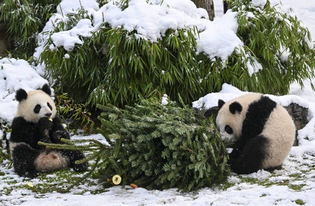 Berlin Zoo residents feast on Christmas trees BERLIN, GERMANY - JANUARY 5: Pandas of the Zoologischer Garten Zoo enjoy a festive feast with leftover Christmas trees, as zoo staff offered unsold trees from the holiday season to several animals in Berlin, Germany on January 5, 2026. Halil Sagirkaya Anadolu Berlin Germany. Editorial use only. Please get in touch for any other usage.  Copyright: x2026xAnadoluxHalilxSagirkayax