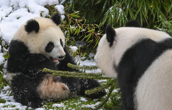 Berlin Zoo residents feast on Christmas trees BERLIN, GERMANY - JANUARY 5: Pandas of the Zoologischer Garten Zoo enjoy a festive feast with leftover Christmas trees, as zoo staff offered unsold trees from the holiday season to several animals in Berlin, Germany on January 5, 2026. Halil Sagirkaya Anadolu Berlin Germany. Editorial use only. Please get in touch for any other usage.  Copyright: x2026xAnadoluxHalilxSagirkayax