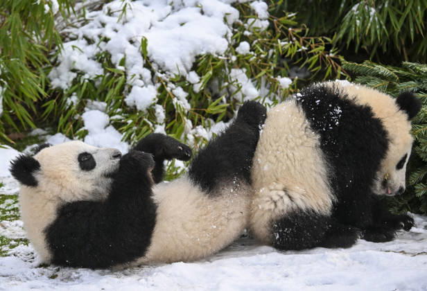 Berlin Zoo residents feast on Christmas trees BERLIN, GERMANY - JANUARY 5: Pandas of the Zoologischer Garten Zoo enjoy a festive feast with leftover Christmas trees, as zoo staff offered unsold trees from the holiday season to several animals in Berlin, Germany on January 5, 2026. Halil Sagirkaya Anadolu Berlin Germany. Editorial use only. Please get in touch for any other usage.  Copyright: x2026xAnadoluxHalilxSagirkayax