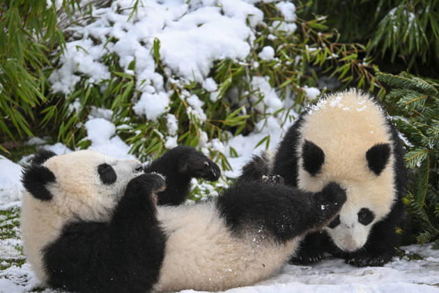 Berlin Zoo residents feast on Christmas trees BERLIN, GERMANY - JANUARY 5: Pandas of the Zoologischer Garten Zoo enjoy a festive feast with leftover Christmas trees, as zoo staff offered unsold trees from the holiday season to several animals in Berlin, Germany on January 5, 2026. Halil Sagirkaya Anadolu Berlin Germany. Editorial use only. Please get in touch for any other usage.  Copyright: x2026xAnadoluxHalilxSagirkayax