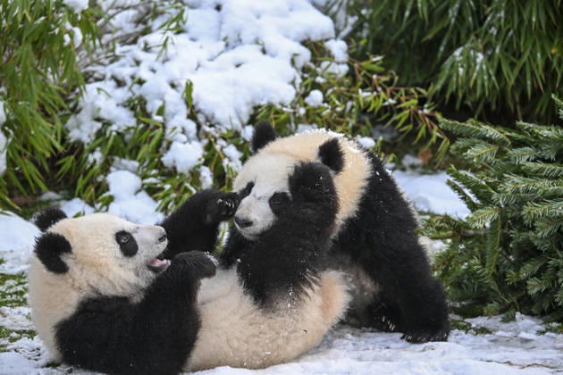 Berlin Zoo residents feast on Christmas trees BERLIN, GERMANY - JANUARY 5: Pandas of the Zoologischer Garten Zoo enjoy a festive feast with leftover Christmas trees, as zoo staff offered unsold trees from the holiday season to several animals in Berlin, Germany on January 5, 2026. Halil Sagirkaya Anadolu Berlin Germany. Editorial use only. Please get in touch for any other usage.  Copyright: x2026xAnadoluxHalilxSagirkayax