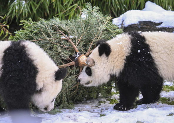 Berlin Zoo residents feast on Christmas trees BERLIN, GERMANY - JANUARY 5: Pandas of the Zoologischer Garten Zoo enjoy a festive feast with leftover Christmas trees, as zoo staff offered unsold trees from the holiday season to several animals in Berlin, Germany on January 5, 2026. Halil Sagirkaya Anadolu Berlin Germany. Editorial use only. Please get in touch for any other usage.  Copyright: x2026xAnadoluxHalilxSagirkayax