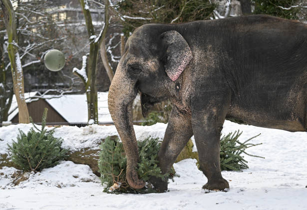 Berlin Zoo residents feast on Christmas trees BERLIN, GERMANY - JANUARY 5: Elephants of the Zoologischer Garten Zoo enjoy a festive feast with leftover Christmas trees, as zoo staff offered unsold trees from the holiday season to several animals in Berlin, Germany on January 5, 2026. Halil Sagirkaya Anadolu Berlin Germany. Editorial use only. Please get in touch for any other usage.  Copyright: x2026xAnadoluxHalilxSagirkayax