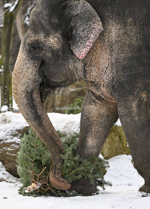 Berlin Zoo residents feast on Christmas trees BERLIN, GERMANY - JANUARY 5: Elephants of the Zoologischer Garten Zoo enjoy a festive feast with leftover Christmas trees, as zoo staff offered unsold trees from the holiday season to several animals in Berlin, Germany on January 5, 2026. Halil Sagirkaya Anadolu Berlin Germany. Editorial use only. Please get in touch for any other usage.  Copyright: x2026xAnadoluxHalilxSagirkayax