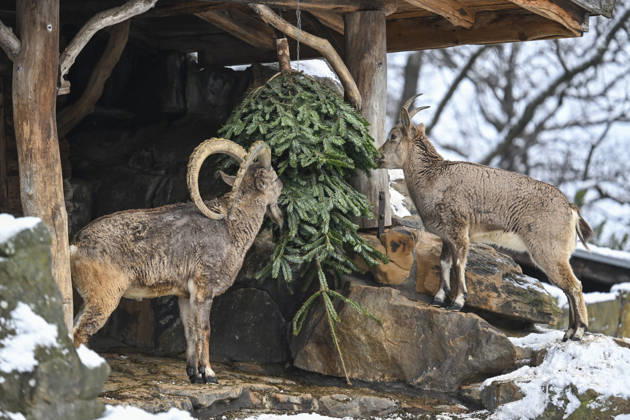 Berlin Zoo residents feast on Christmas trees BERLIN, GERMANY - JANUARY 5: Siberian ibex of the Zoologischer Garten Zoo enjoy a festive feast with leftover Christmas trees, as zoo staff offered unsold trees from the holiday season to several animals in Berlin, Germany on January 5, 2026. Halil Sagirkaya Anadolu Berlin Germany. Editorial use only. Please get in touch for any other usage.  Copyright: x2026xAnadoluxHalilxSagirkayax