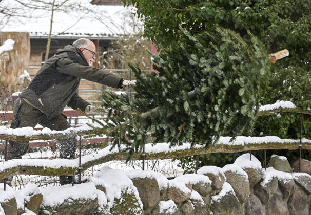 Berlin Zoo residents feast on Christmas trees BERLIN, GERMANY - JANUARY 5: Residents of the Zoologischer Garten Zoo enjoy a festive feast with leftover Christmas trees, as zoo staff offered unsold trees from the holiday season to several animals in Berlin, Germany on January 5, 2026. Halil Sagirkaya Anadolu Berlin Germany. Editorial use only. Please get in touch for any other usage.  Copyright: x2026xAnadoluxHalilxSagirkayax