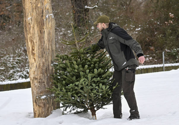 Berlin Zoo residents feast on Christmas trees BERLIN, GERMANY - JANUARY 5: Residents of the Zoologischer Garten Zoo enjoy a festive feast with leftover Christmas trees, as zoo staff offered unsold trees from the holiday season to several animals in Berlin, Germany on January 5, 2026. Halil Sagirkaya Anadolu Berlin Germany. Editorial use only. Please get in touch for any other usage.  Copyright: x2026xAnadoluxHalilxSagirkayax