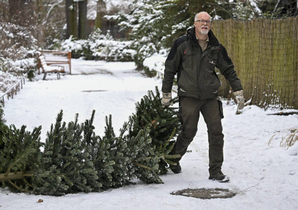 Berlin Zoo residents feast on Christmas trees BERLIN, GERMANY - JANUARY 5: Residents of the Zoologischer Garten Zoo enjoy a festive feast with leftover Christmas trees, as zoo staff offered unsold trees from the holiday season to several animals in Berlin, Germany on January 5, 2026. Halil Sagirkaya Anadolu Berlin Germany. Editorial use only. Please get in touch for any other usage.  Copyright: x2026xAnadoluxHalilxSagirkayax