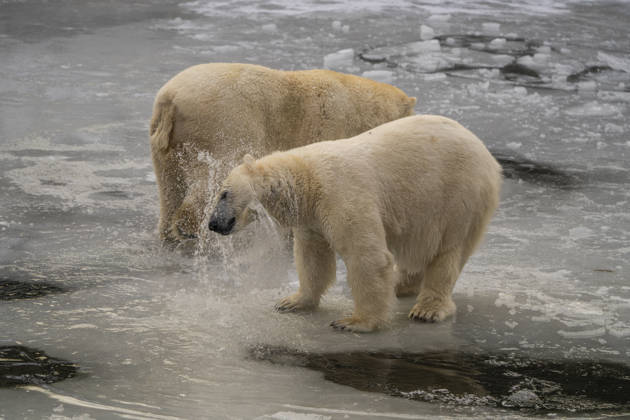 The polar bears Ursus maritimus at Tierpark Berlin Friedrichsfelde are clearly feeling at home in temperatures of around minus ten degrees Celsius