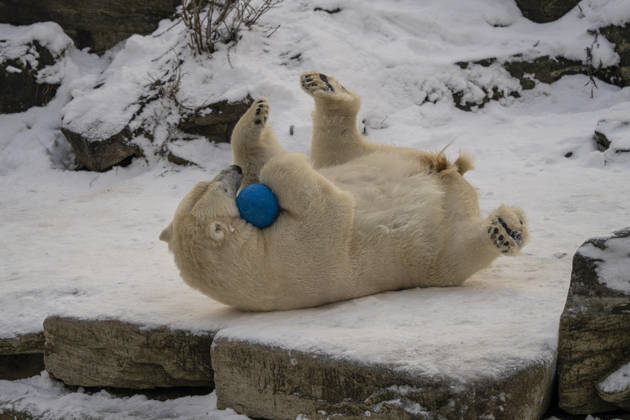 The polar bears Ursus maritimus at Tierpark Berlin Friedrichsfelde are clearly feeling at home in temperatures of around minus ten degrees Celsius