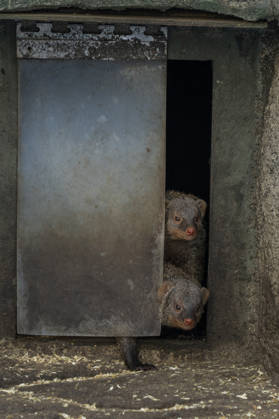 Curious mongoose zebra mongooses look out of their shelter at Tierpark Berlin Friedrichsfelde