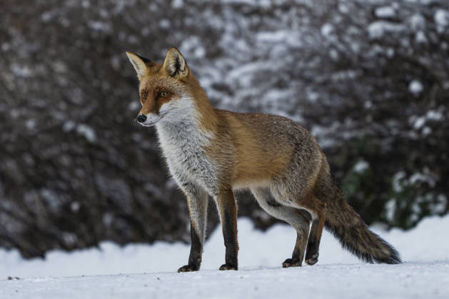 A red fox Vulpes vulpes Berlin Friedrichsfelde