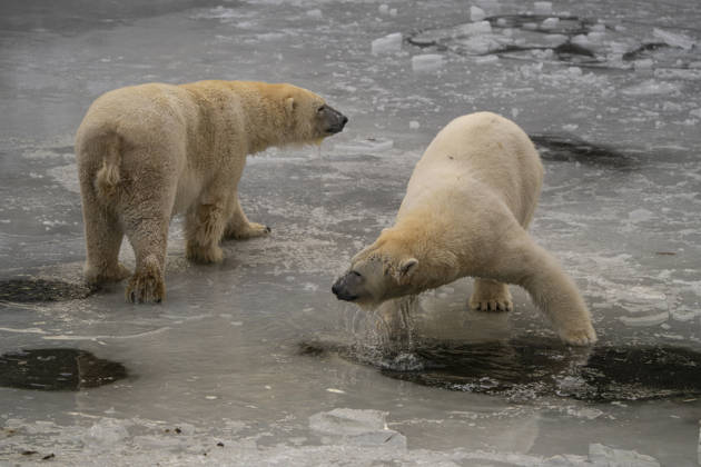 The polar bears Ursus maritimus at Tierpark Berlin Friedrichsfelde are clearly feeling at home in temperatures of around minus ten degrees Celsius