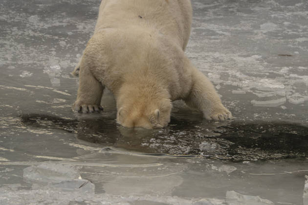 The polar bears Ursus maritimus at Tierpark Berlin Friedrichsfelde are clearly feeling at home in temperatures of around minus ten degrees Celsius
