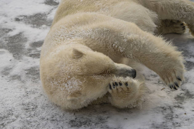 The polar bears Ursus maritimus at Tierpark Berlin Friedrichsfelde are clearly feeling at home in temperatures of around minus ten degrees Celsius