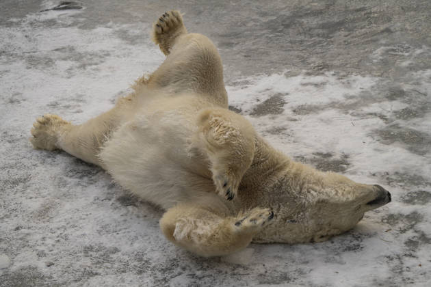 The polar bears Ursus maritimus at Tierpark Berlin Friedrichsfelde are clearly feeling at home in temperatures of around minus ten degrees Celsius