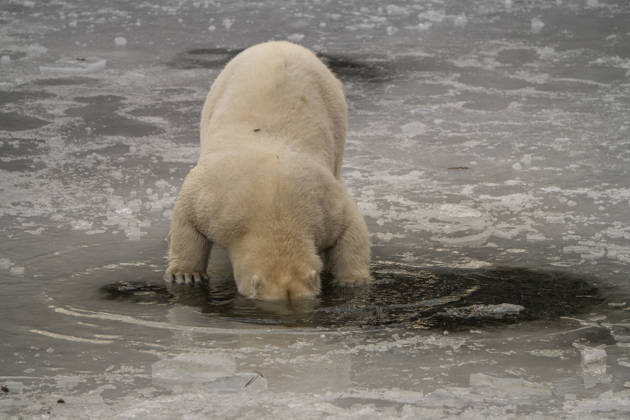 The polar bears Ursus maritimus at Tierpark Berlin Friedrichsfelde are clearly feeling at home in temperatures of around minus ten degrees Celsius
