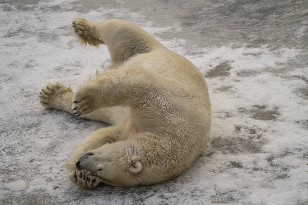 The polar bears Ursus maritimus at Tierpark Berlin Friedrichsfelde are visibly at ease in temperatures of around minus ten degrees Celsius