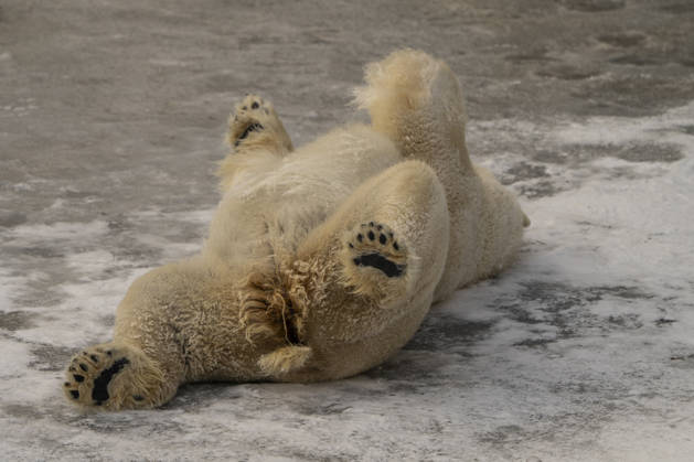 The polar bears Ursus maritimus at Tierpark Berlin Friedrichsfelde are visibly at ease in temperatures of around minus ten degrees Celsius