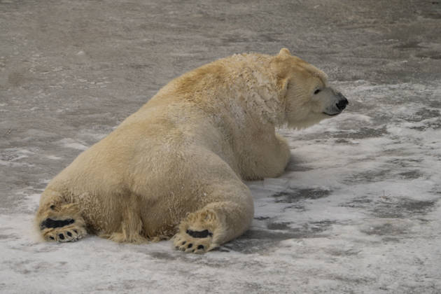 The polar bears Ursus maritimus at Tierpark Berlin Friedrichsfelde are clearly feeling at home in temperatures of around minus ten degrees Celsius
