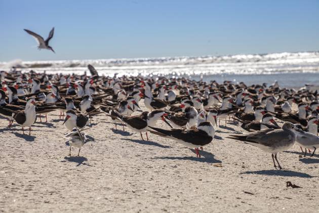 Nistende schwarze Skimmerseeschwalben Rynchops niger am weißen Sand des Clam Pass in Naples, Florida Nesting black skimmer terns Rynchops niger on the white sands of Clam Pass in Naples, Florida Copyright: imageBROKER Jaycee ibxiqx16074016.jpg
