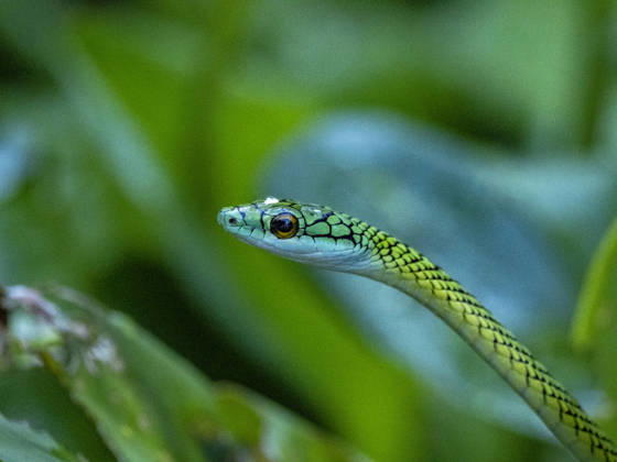 Adult black-skinned parrot snake, Leptophis ahaetulla nigromarginatus, deep within the Pacaya Samiria Preserve, Peru Copyright: MichaelxNolan 1112-12528