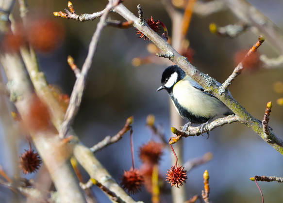 13 02 2026, Wildlife in the garden Munich, in the picture great tit