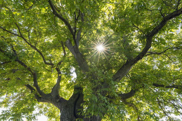 Sunbeams shining through common walnut tree canopy in Steigerwald, RUEF04781