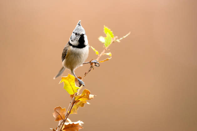 Crested tit perched on autumn oak branch A crested tit perched on a twig with autumnal oak leaves in the background. The scene captures the essence of a serene oak grove during fall, highlighting local fauna. Model Released DavidJerez_ID33793_1189852_020 Copyright: xDavidxJerezx RECORD DATE NOT STATED