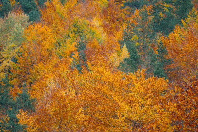 Vibrant autumn landscape in Anisclo Canyon Mesmerizing autumn hues of orange, yellow, and red foliage fill Anisclo Canyon in the Spanish Pyrenees, capturing the enchanting spirit of the season. Model Released IoritzLopez_ID33058_1125239_001 Copyright: xIoritzxLopezx RECORD DATE NOT STATED