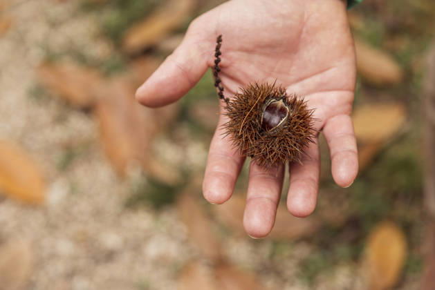 Hand holding chestnut with spiky husk in autumn forest A close-up image of a hand holding a spiky chestnut husk amidst a forest scene. Fallen leaves and earthy tones evoke the essence of autumn, capturing nature s beauty. Model Released M-aCreativeStudio_ID33170_1129394_012 Copyright: xMxAxCreativexStudiox RECORD DATE NOT STATED