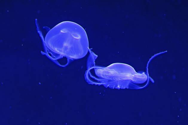 Zwei Quallen schwimmen Seite an Seite gegen das blaue Salzwasser Two jellyfishes swimming side-by-side against the blue salt water Copyright: imageBROKER LenaxIliopoulou ibxiqx16141687.jpg