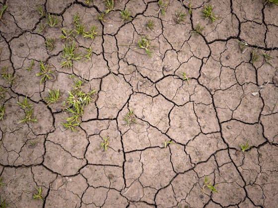 Trockenes Land mit kleinem Unkraut, Berg Randa, Algaida, Mallorca, Balearen, Spanien Dry land with small weeds, Randa mountain, Algaida, Mallorca, Balearic Islands, Spain (License=RF) Copyright: xZoonar.com Tolox 24755792