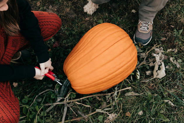 Overhead shot of father and daughter harvesting a garden pumpkin Sioux Falls, South Dakota, United States CR_ASWE260307A-1977890-01 ,model released, Symbolfoto ,property released