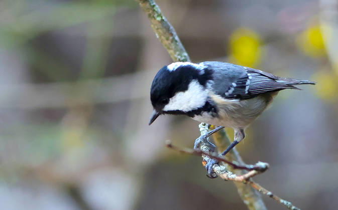 10 03 2026, Wildlife in the garden, Munich in the picture Great tit