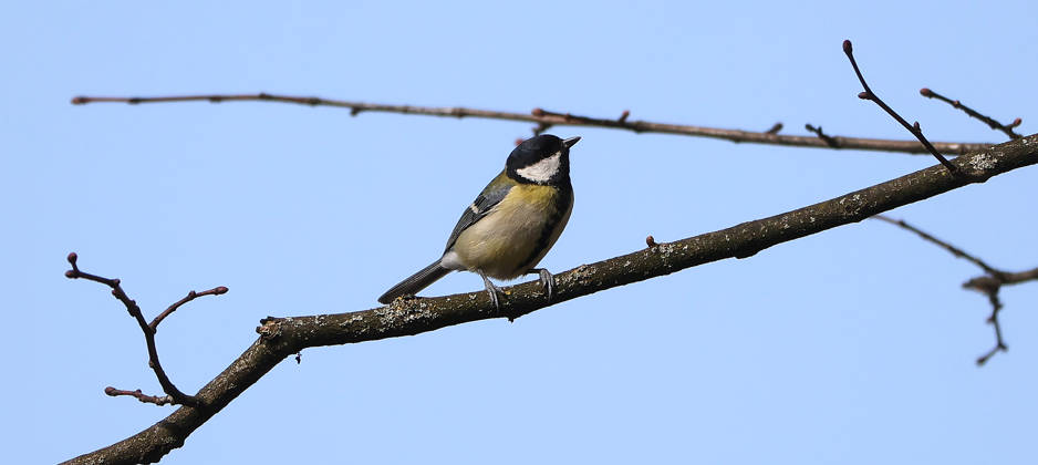 10 03 2026, Wildlife in the garden, Munich in the picture Great tit