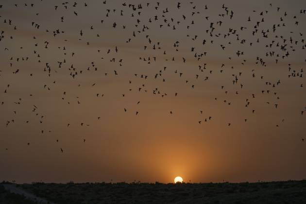 Fledermäuse, die bei Sonnenuntergang aus der Höhle fliegen, um nachts nach Insekten zu suchen. Carlsbad Caverns National Park, New Mexico Bats flying out of the cave at sunset to forage for insects at night. Carlsbad Caverns National Park, New Mexico Copyright: imageBROKER JonxG.xFullerx xVWPi ibleca14905706.jpg